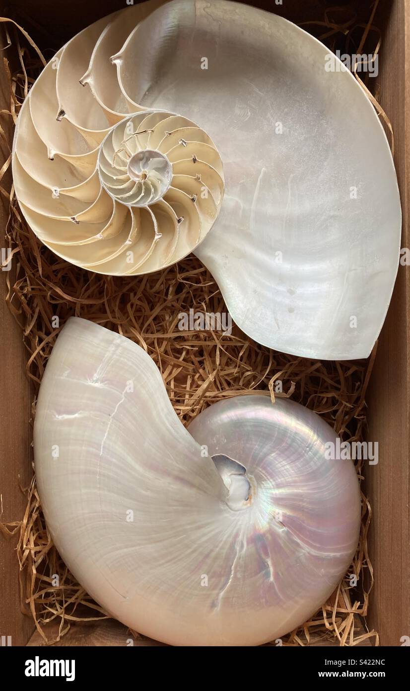 Bisected shell showing internal structure Stock Photo