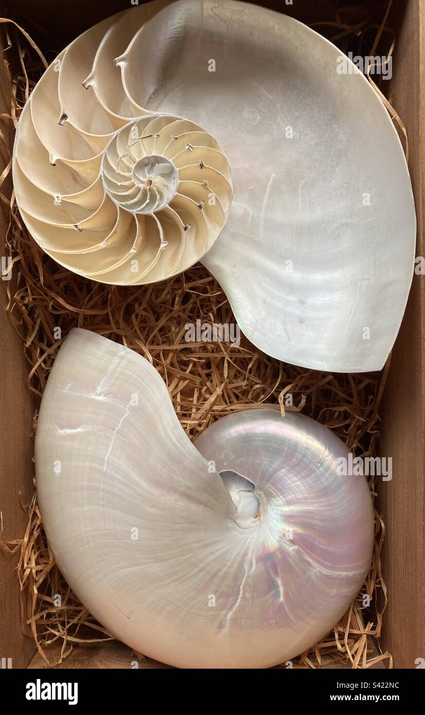 Seashell natural hi-res stock photography and images - Alamy