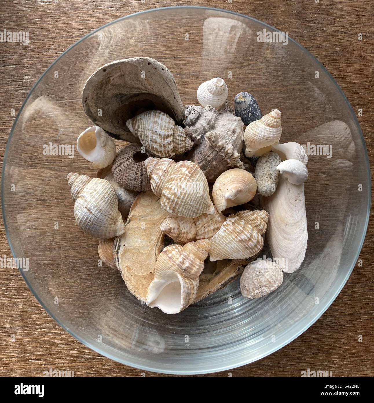 Collection of seashells in a glass bowl Stock Photo