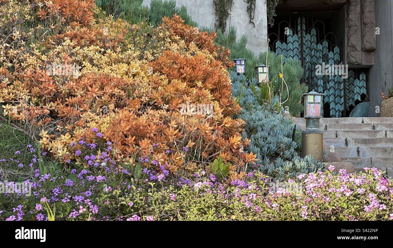 A colorful garden of succulents and flowers grows in front of the Frank