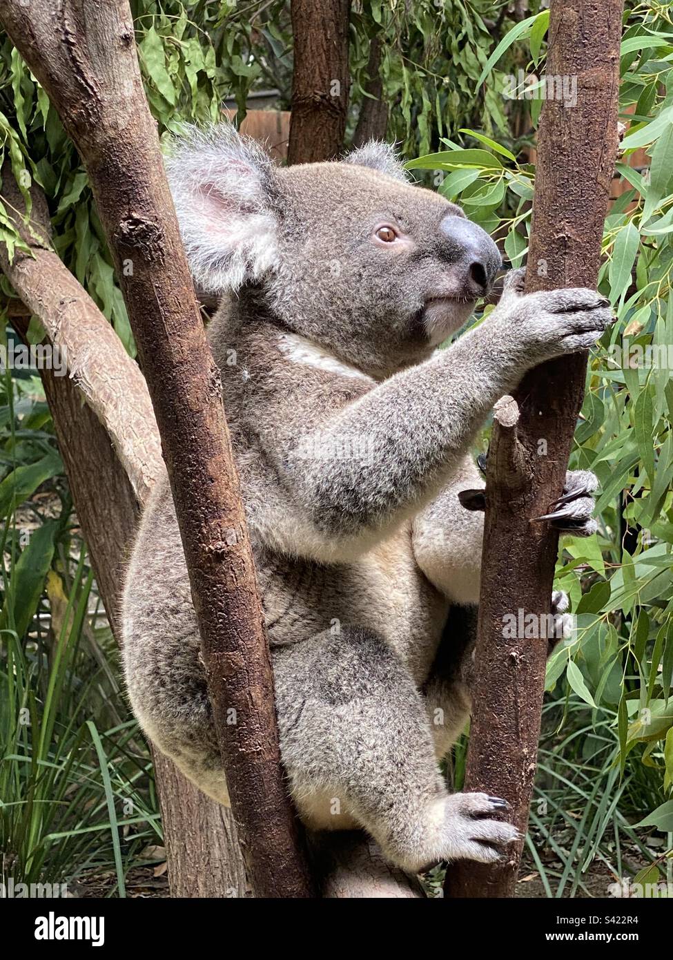 Adorable Koala Bear from Australia - Smartphone Captured Stock Image