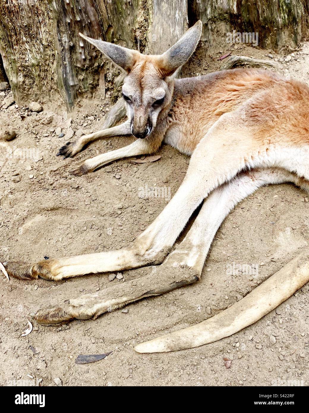Young Kangaroo from Australia Stock Photo