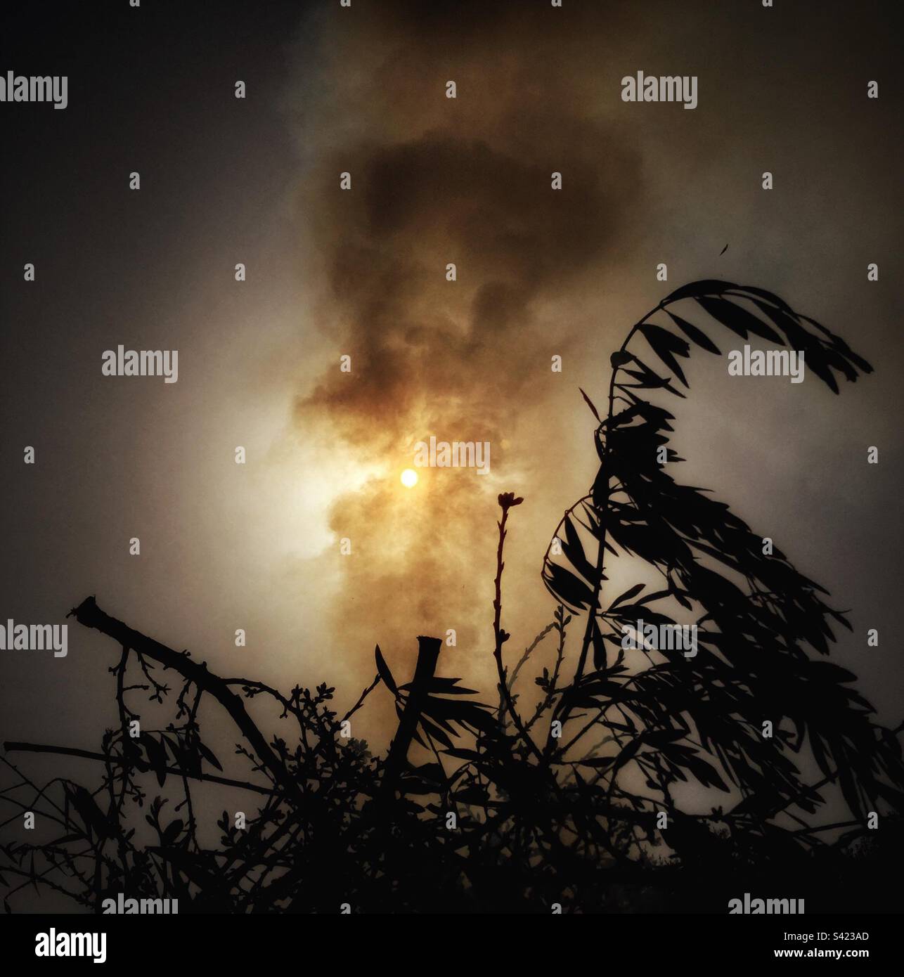 Olive pruning bonfire, Catalonia, Spain. - Smartphone Captured Stock Image