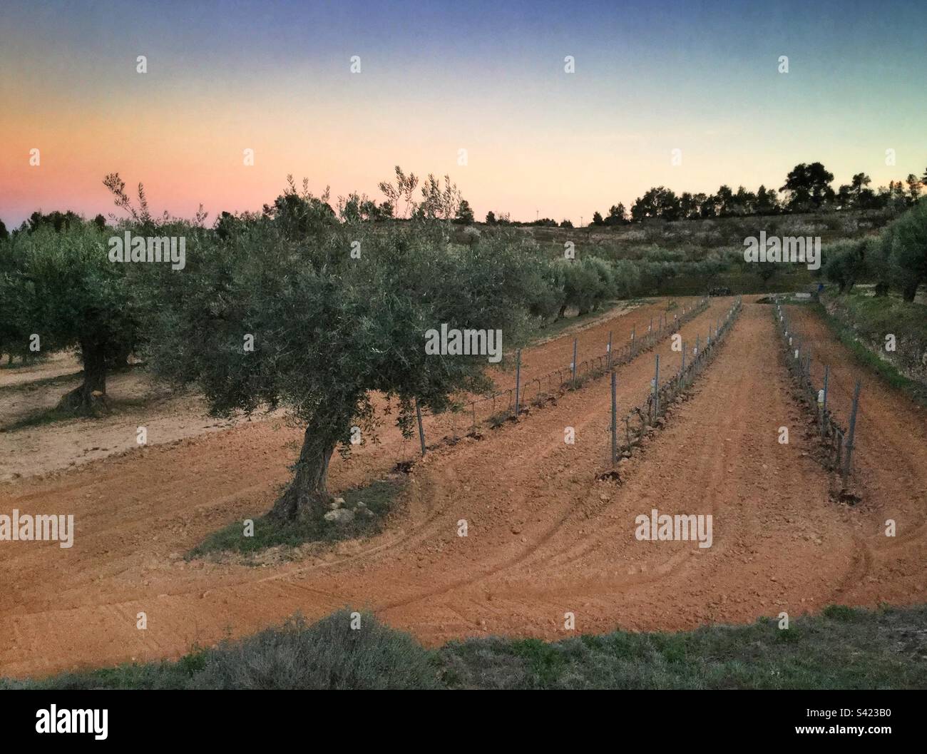 Vineyard at sunset, Catalonia, Spain. - Smartphone Captured Stock Image
