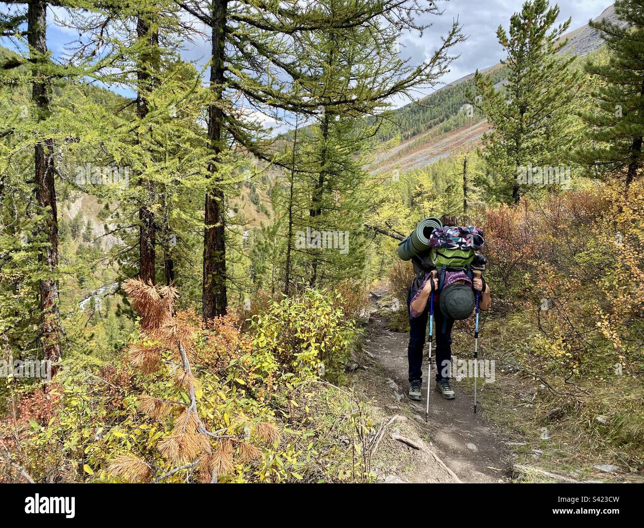 The girl traveler is wearily bent over resting on tourist poles standing on the trail in the Altai mountains. - Smartphone Captured Stock Image