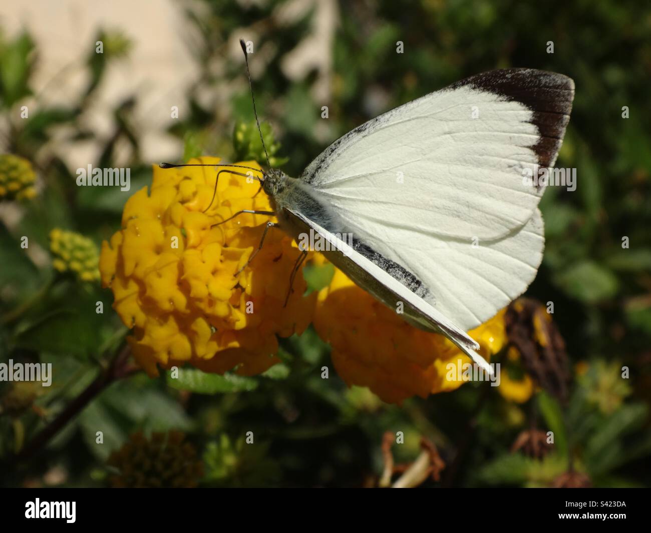 Male large white (Pieris brassicae) cabbage butterfly feeding on yellow