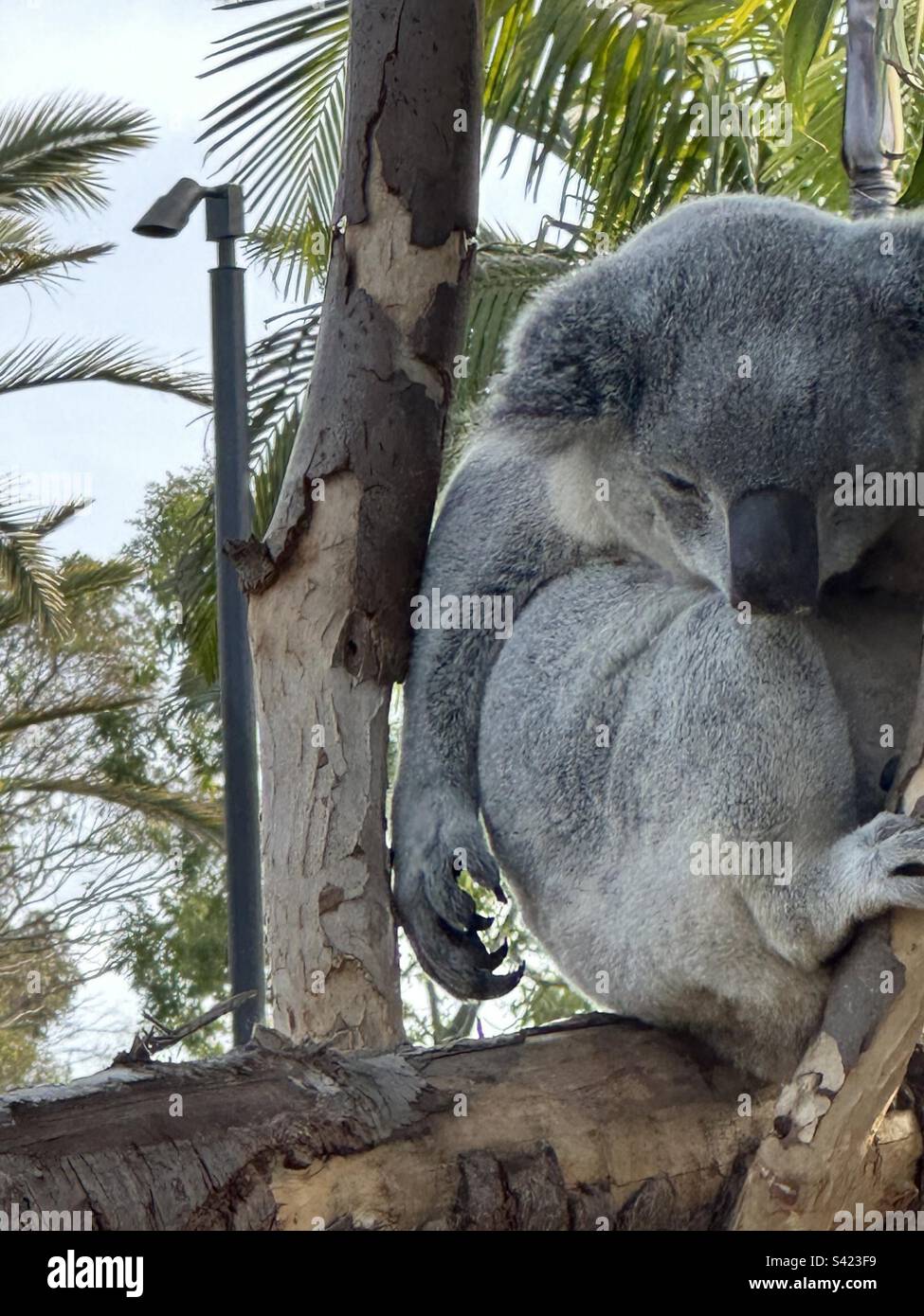 Koala in a tree at San Diego Zoo in Balboa Park, San Diego, one arm hanging limply at its side with claws clearly visible. Stock Photo