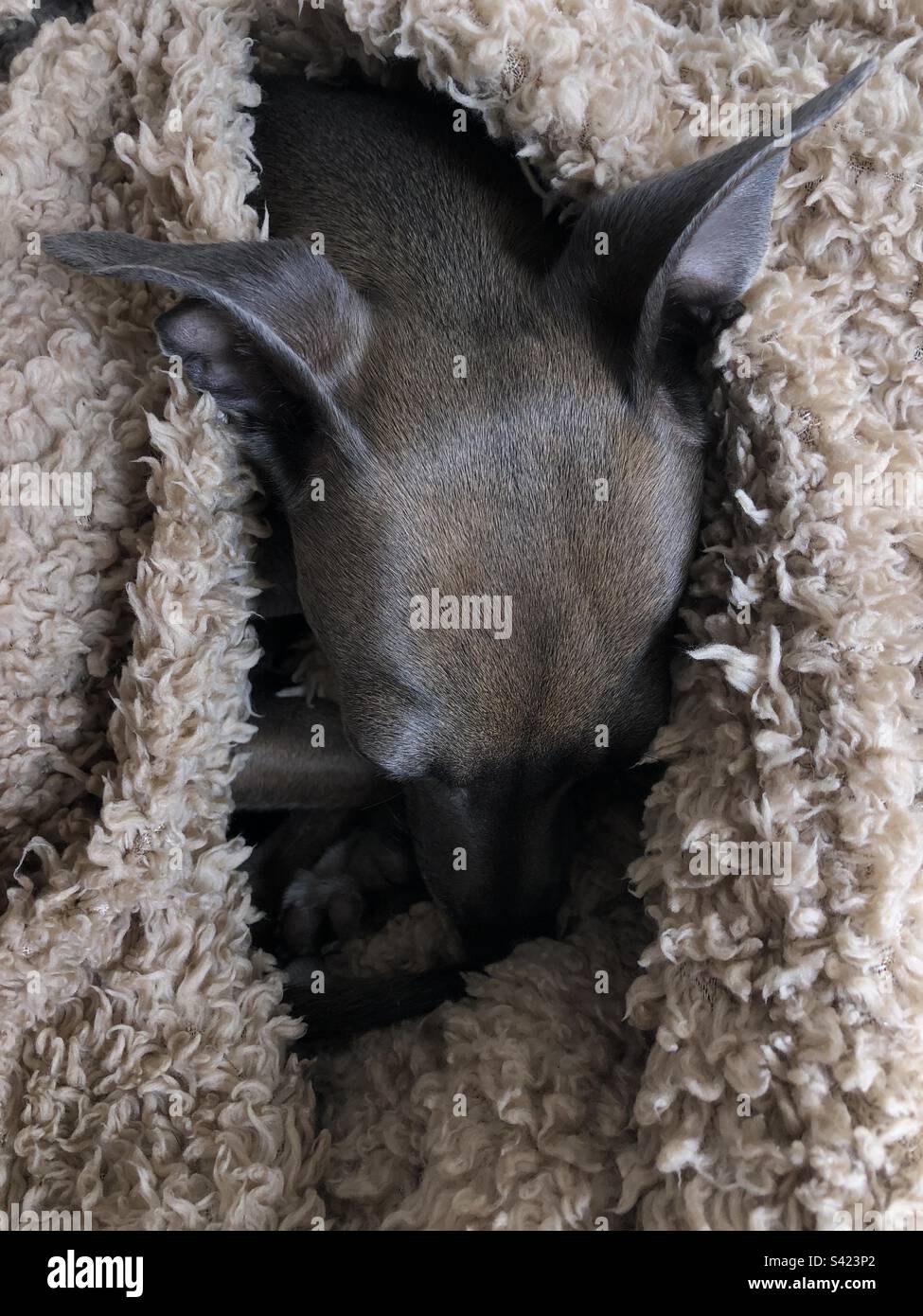 Italian greyhound sleeping under a fluffy blanket - Smartphone Captured Stock Image