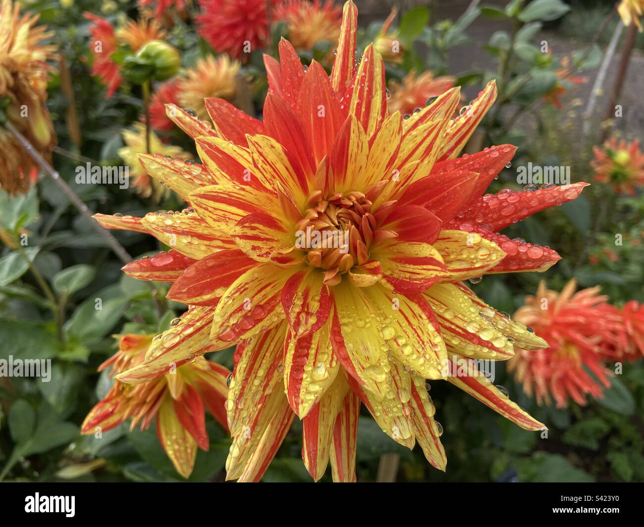 Vibrant yellow and orange dahlias in bloom after the rain Stock Photo