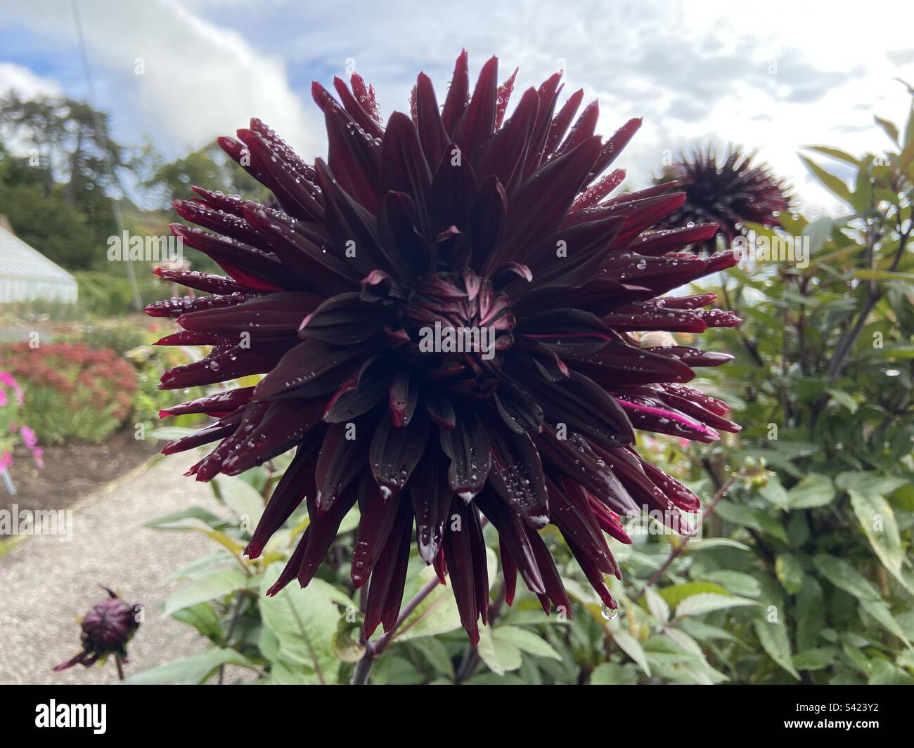 Dahlia purple hi-res stock photography and images - Alamy