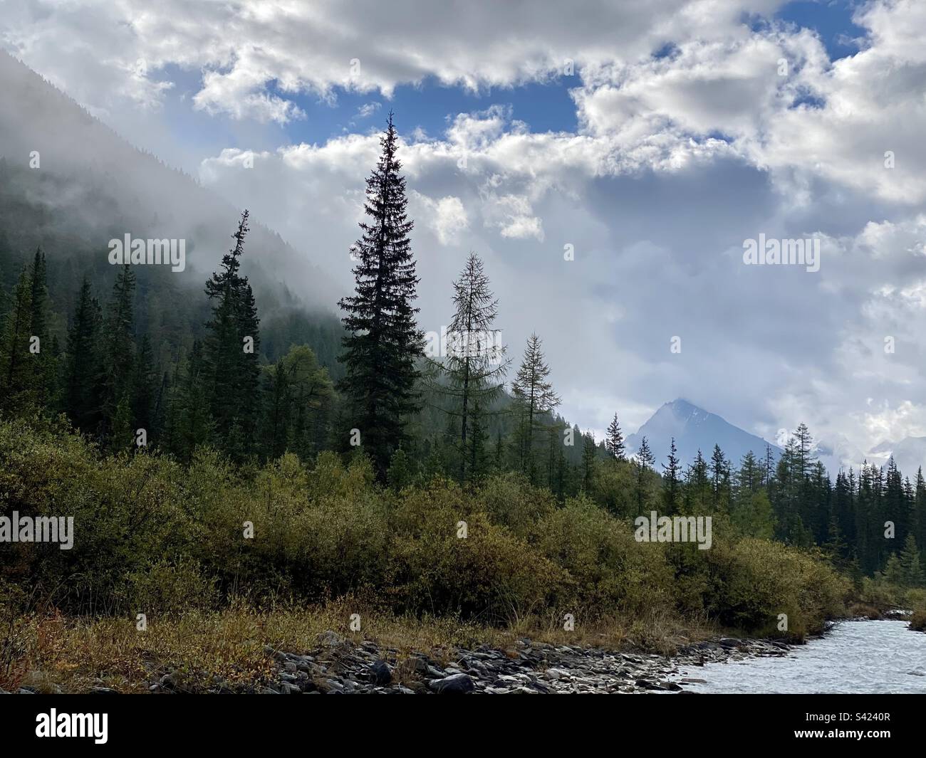 Morning fog in the mountains creeps over the trees of the forest near the river in Altai in Siberia. - Smartphone Captured Stock Image