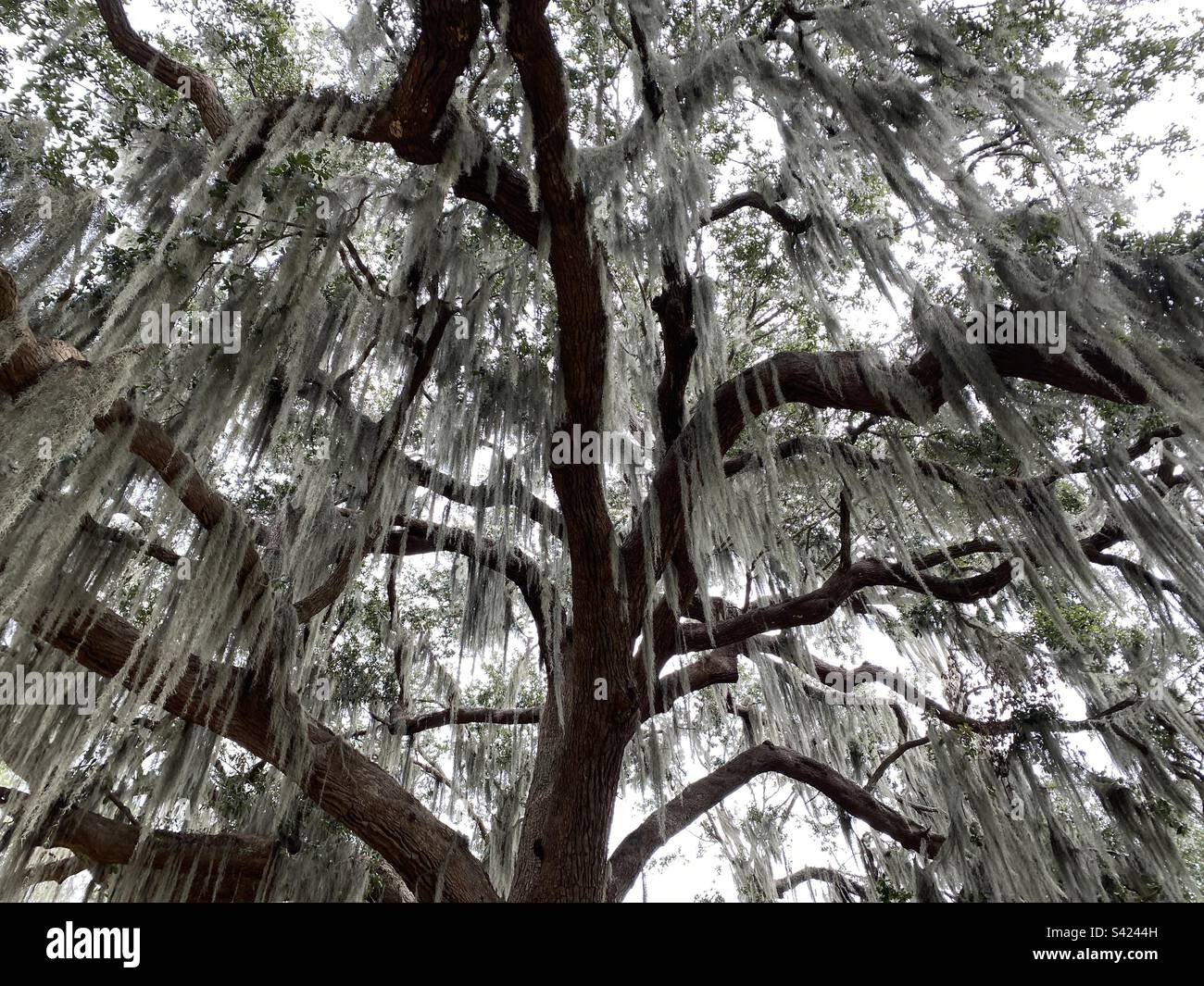 Mighty Live Oak tree covered in Spanish moss Stock Photo Alamy