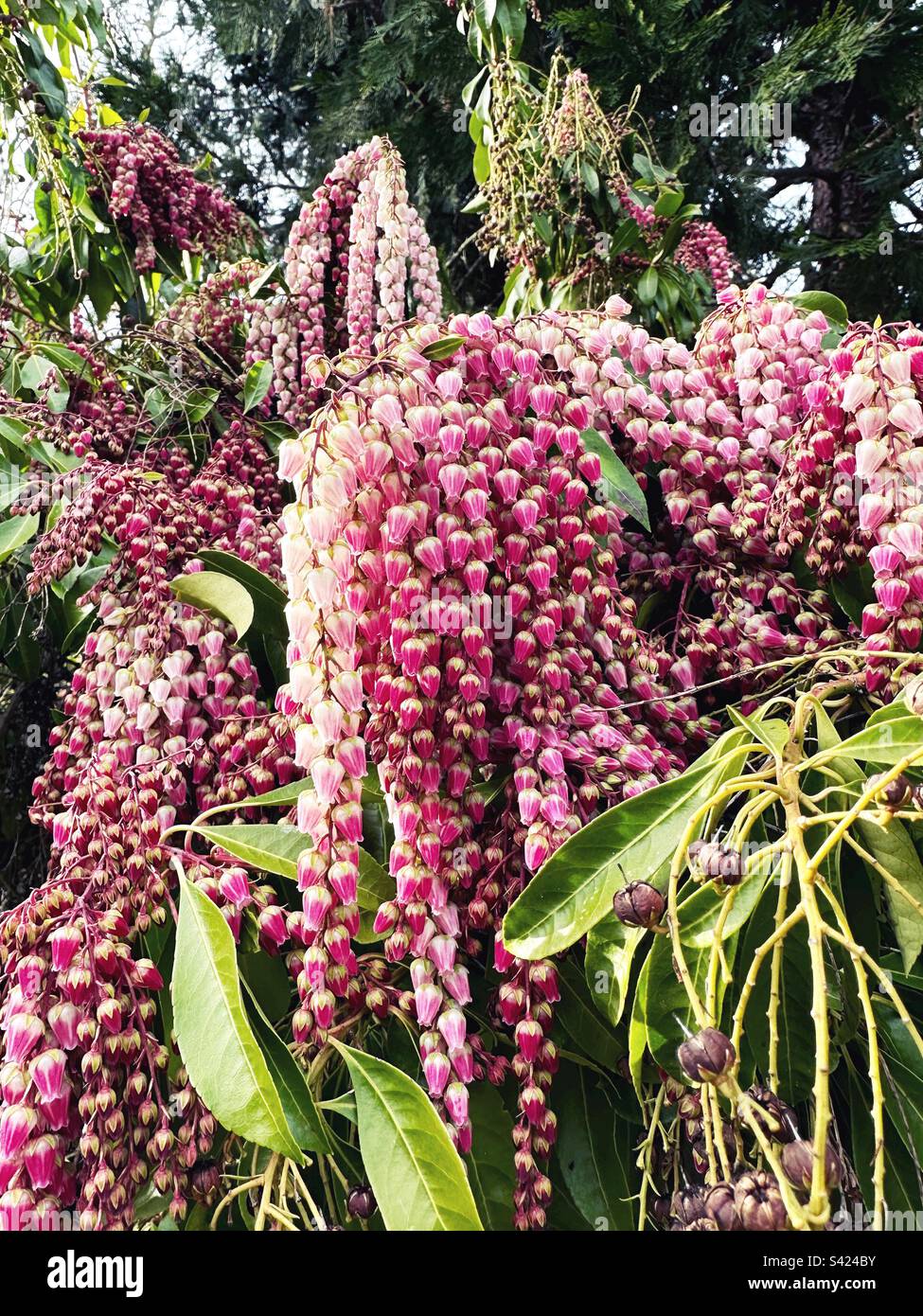 Pink Japanese andromeda flowers in Eugene, Oregon Stock Photo Alamy