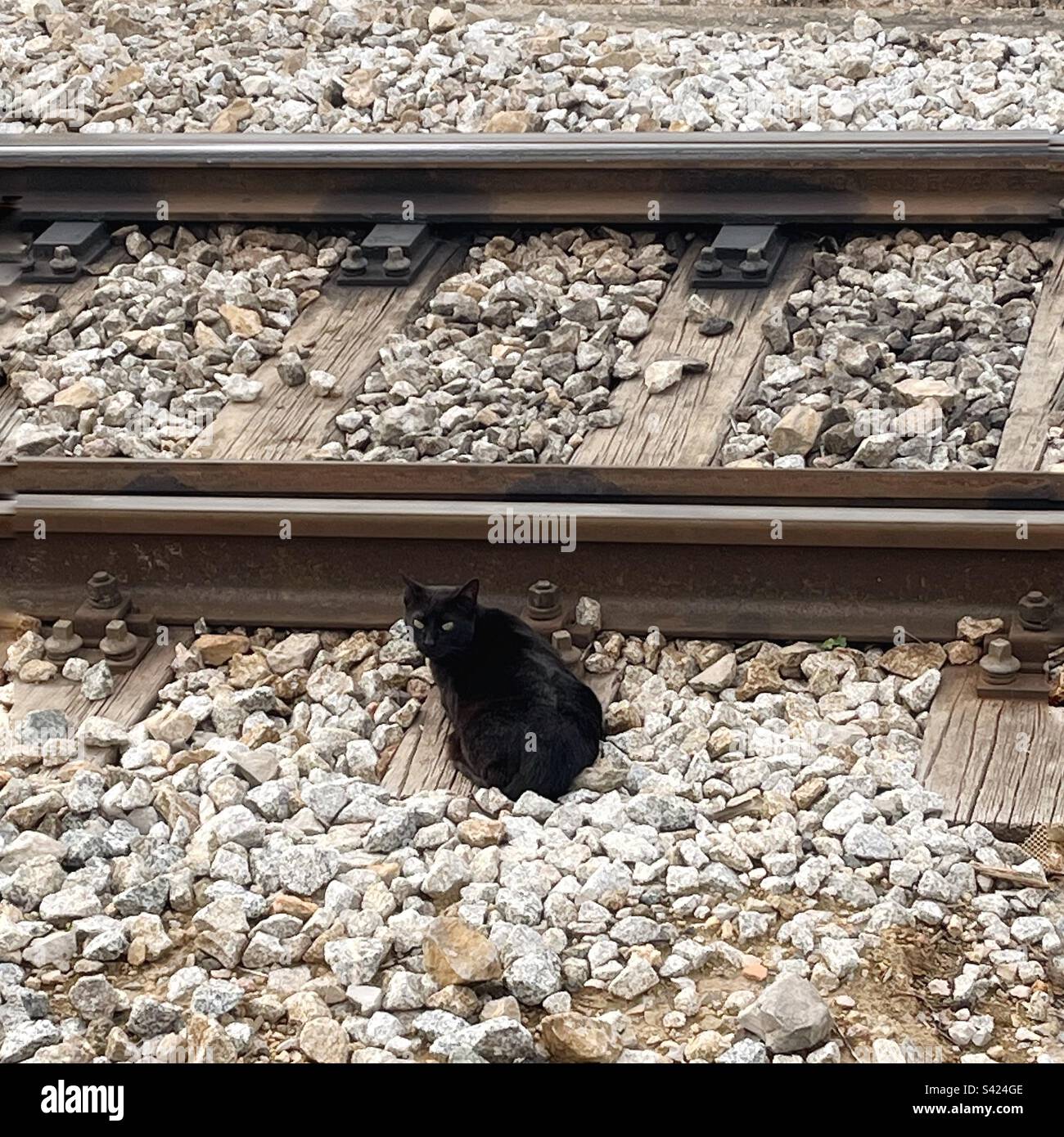 Lucky black cat on the railway lines - Smartphone Captured Stock Image