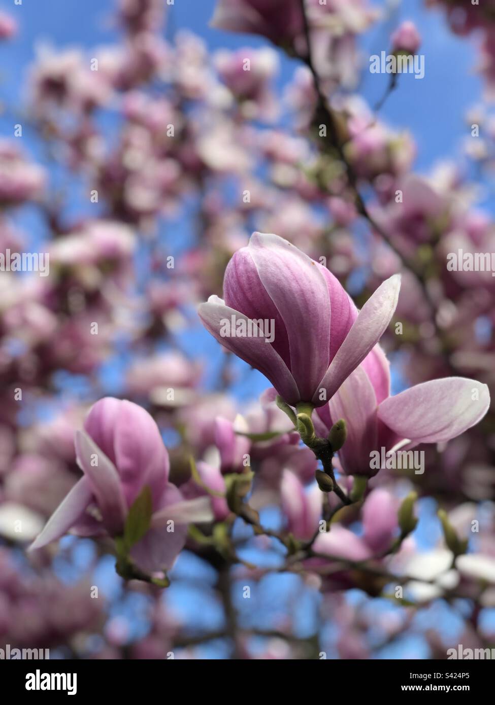 Magnolia tree in bloom against a bright blue sky backdrop. - Smartphone Captured Stock Image