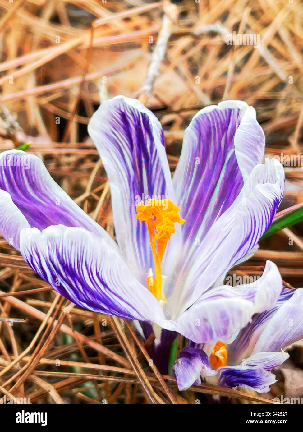 Purple and white striped flower hi-res stock photography and images - Alamy