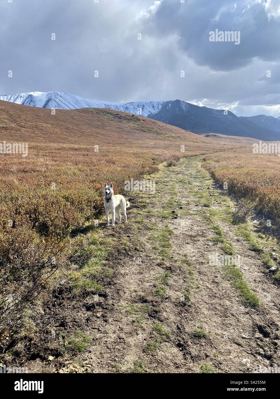 A white dog stands on the trail of an Alpine plateau against the backdrop of mountains with snow and glaciers in the Altai in Siberia. - Smartphone Captured Stock Image