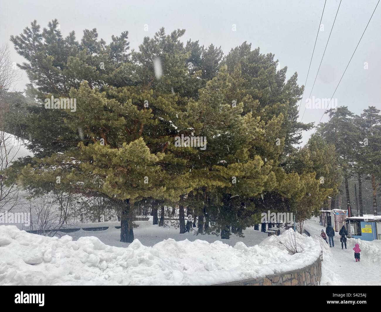 Large lush cedars grow in winter in a park with people and children walking along a trail in the snow in Siberia. Stock Photo