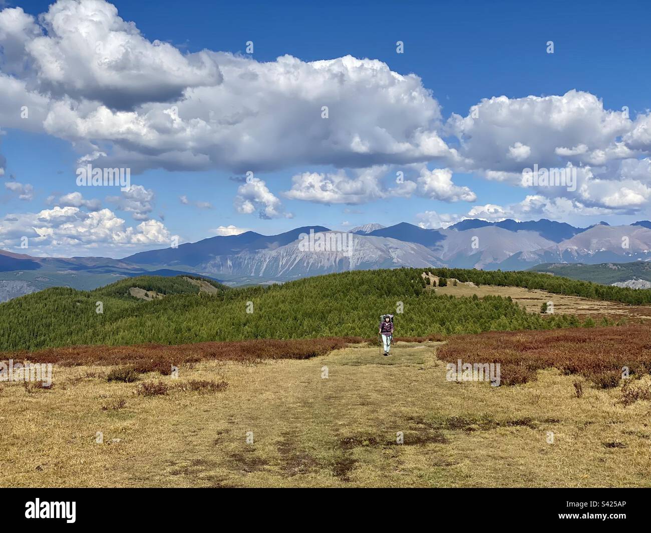 A traveler girl walks alone with a backpack against the backdrop of a panorama of mountains and forests on an Alpine plateau in the Altai in Siberia - Smartphone Captured Stock Image