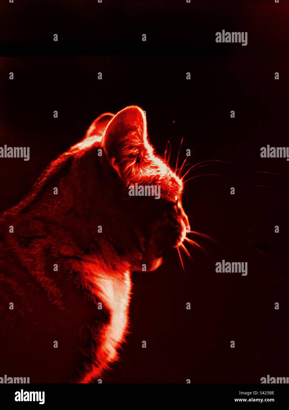 Cat - Smartphone Captured Stock Image