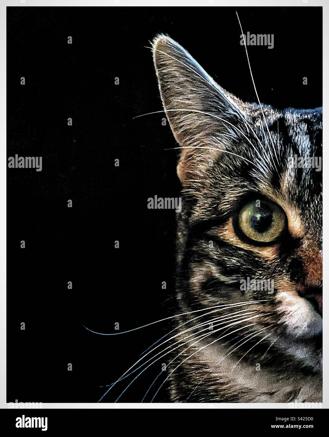 Cat - Smartphone Captured Stock Image