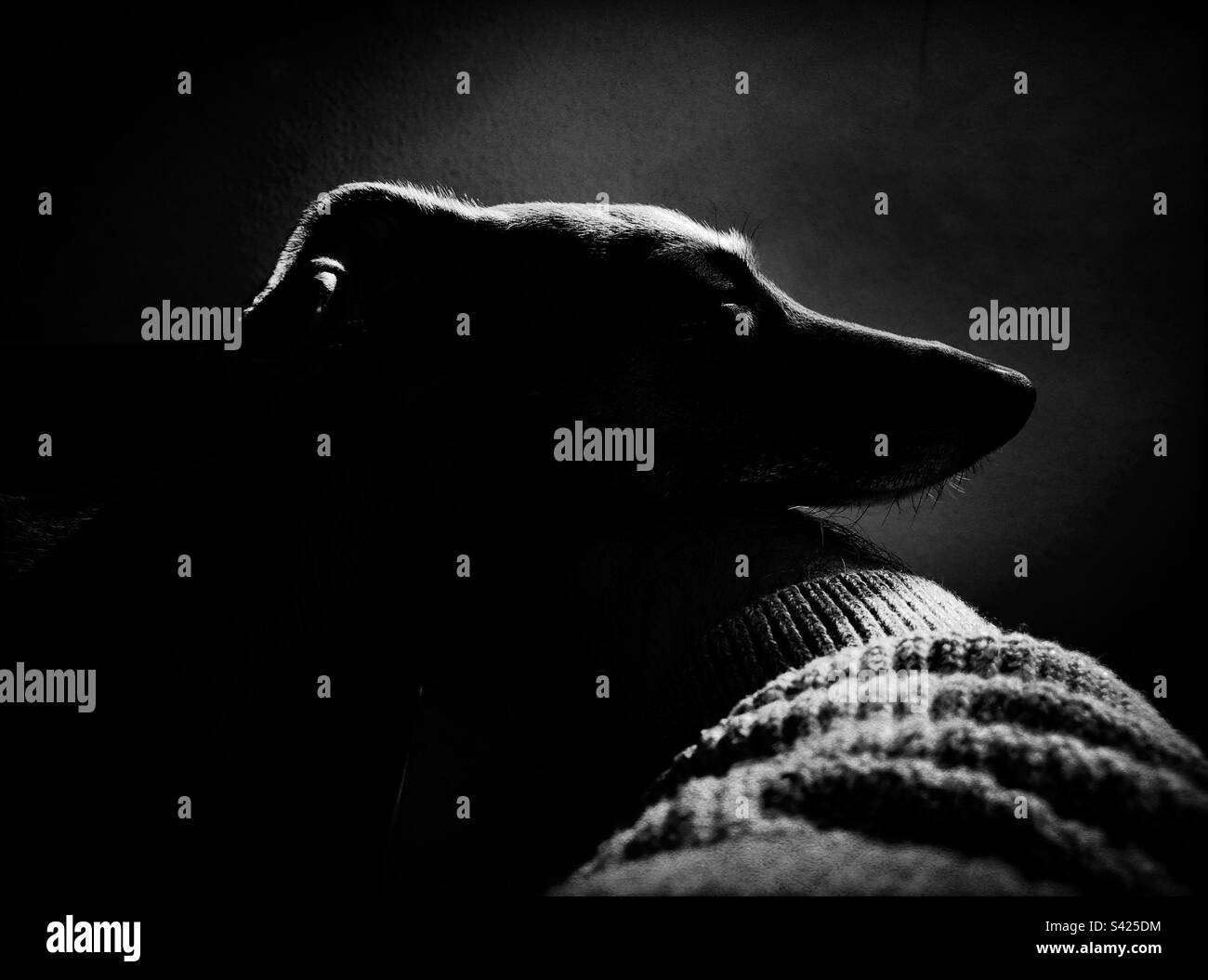 Dramatic portrait of an Italian greyhound - Smartphone Captured Stock Image