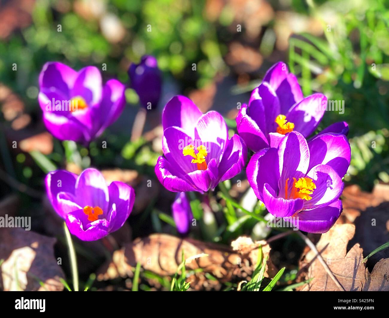 Bright purple winter crocus - Smartphone Captured Stock Image