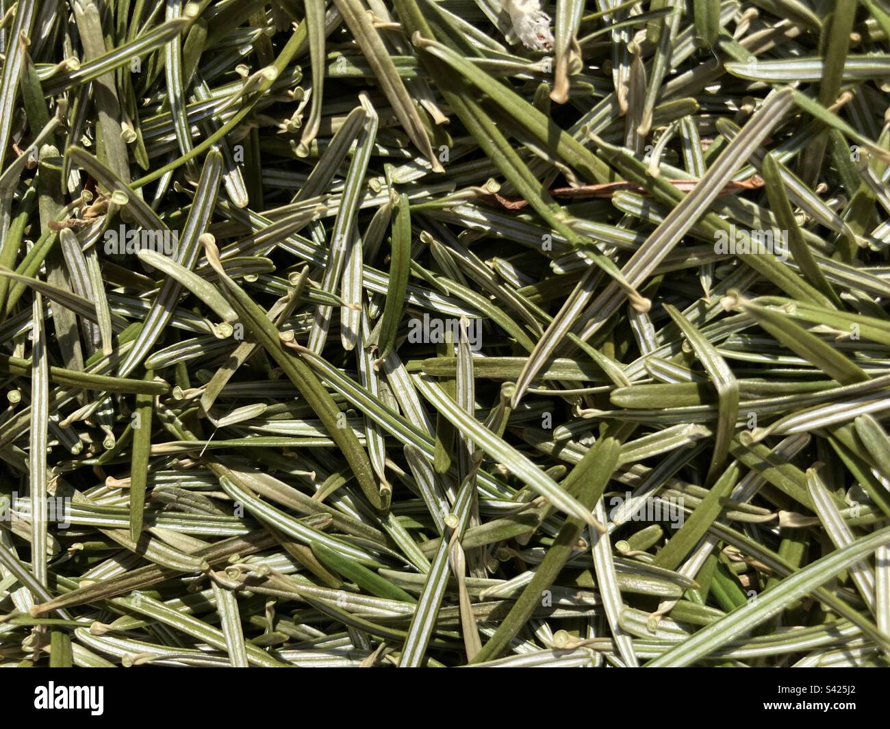 green pine needles spread on the ground Stock Photo Alamy