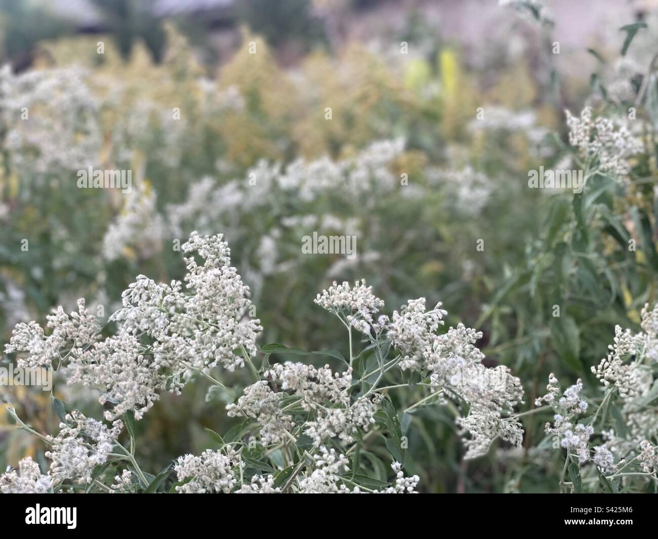 Wild native flowers living in a landscape designed for sustainability. Stock Photo