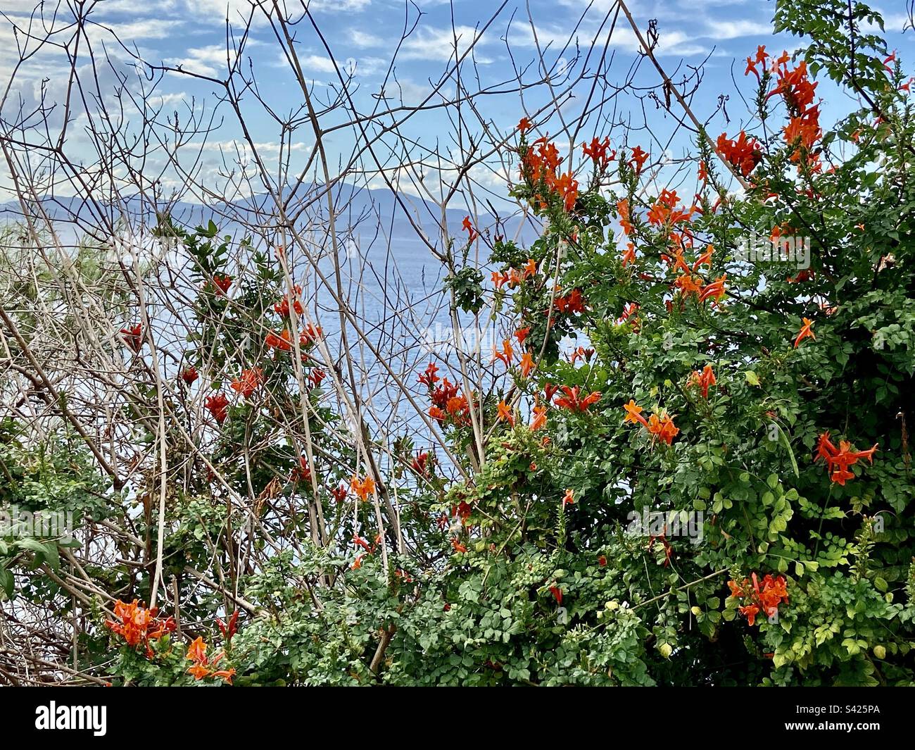 Coming into autumn - Smartphone Captured Stock Image