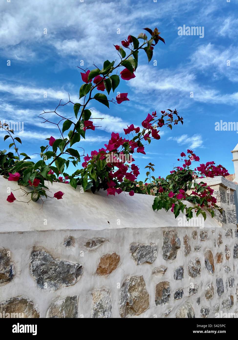 Happy to be blooming! - Smartphone Captured Stock Image