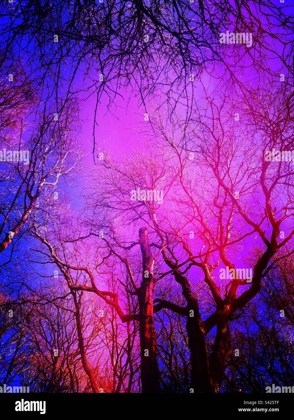 Coloured sky behind tree trunks and branches - Smartphone Captured Stock Image