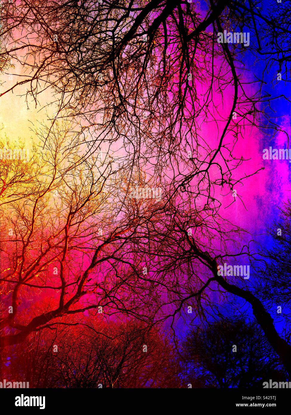 Coloured sky behind tree trunks and branches - Smartphone Captured Stock Image