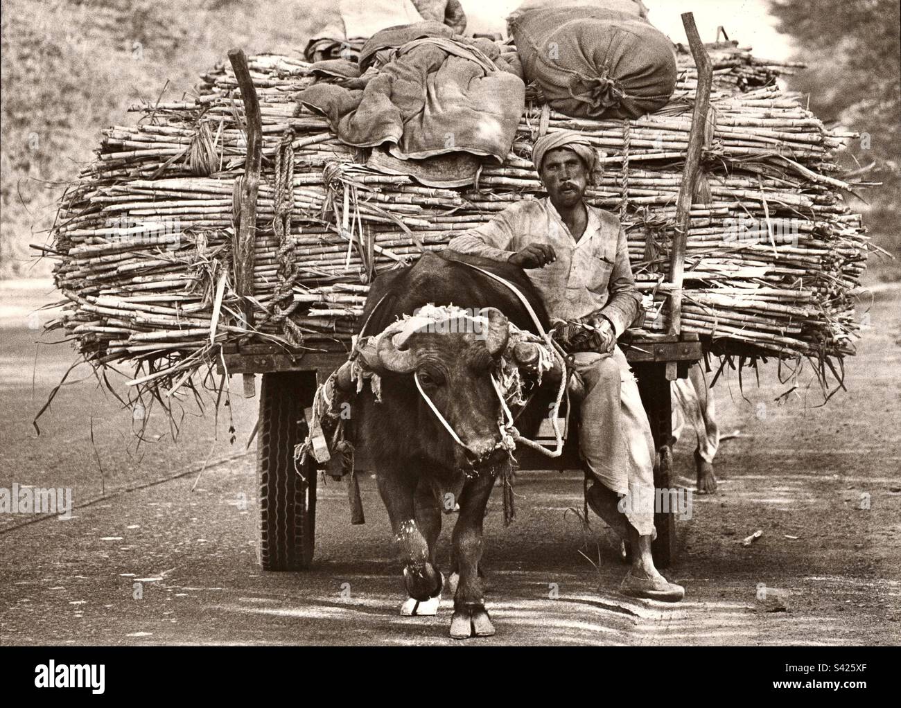 Beast of burden loaded up on road to Taj Mahal, India. - Smartphone Captured Stock Image