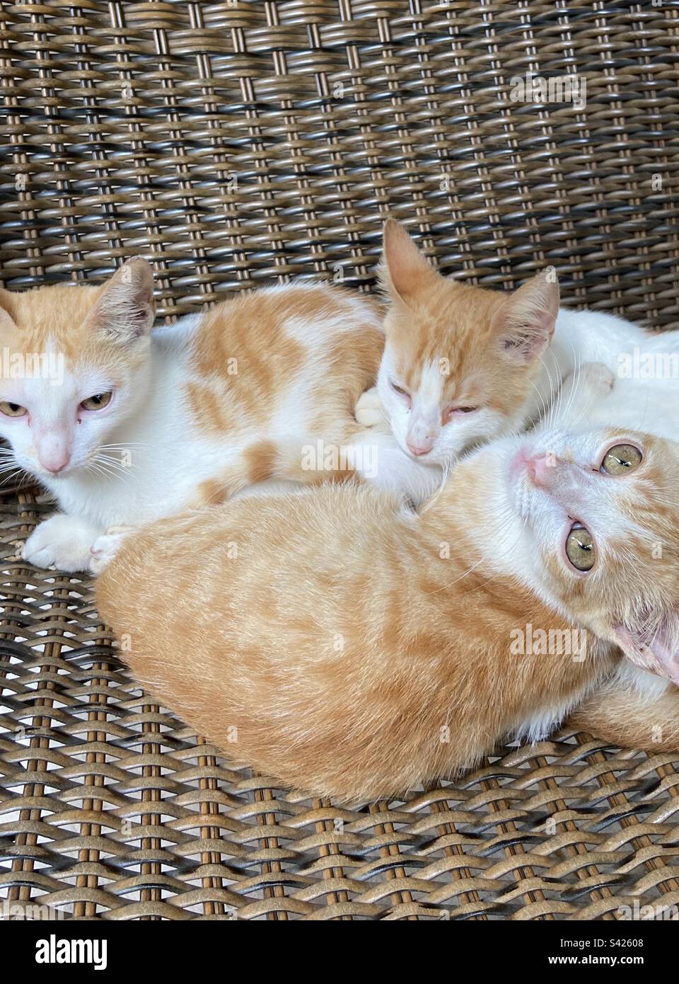 White kittens sleeping hi-res stock photography and images - Alamy