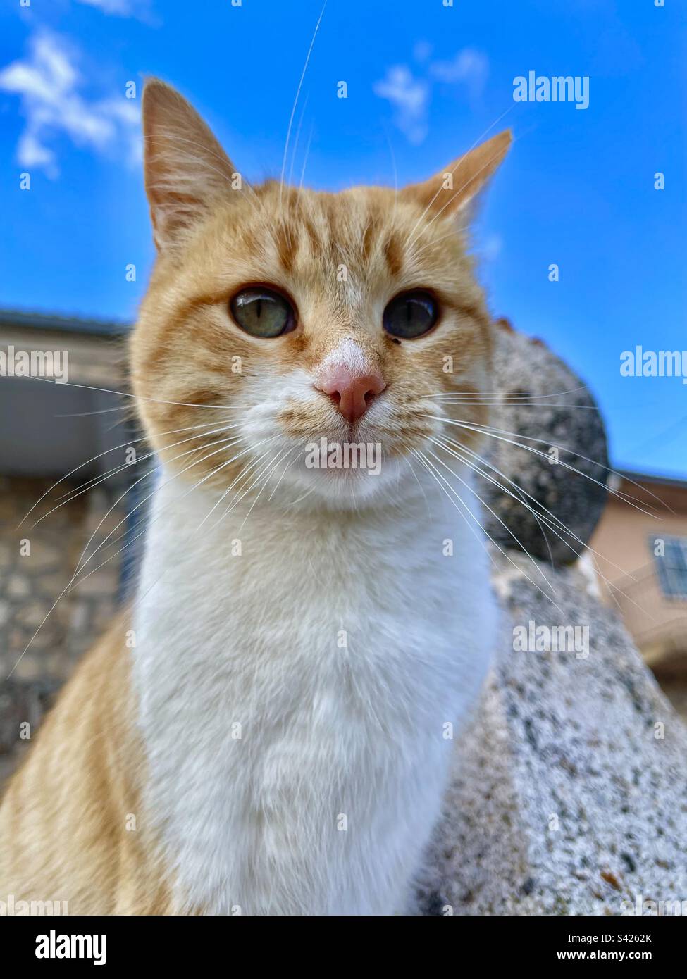 Tabby and white cat Stock Photo Alamy
