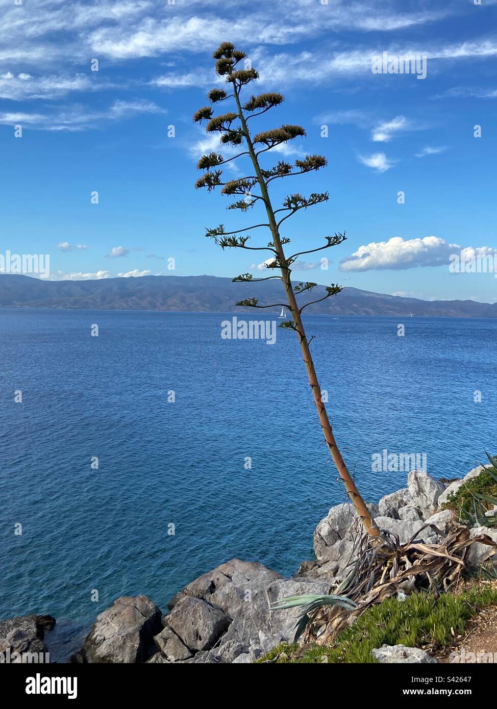 Lone tree - Smartphone Captured Stock Image