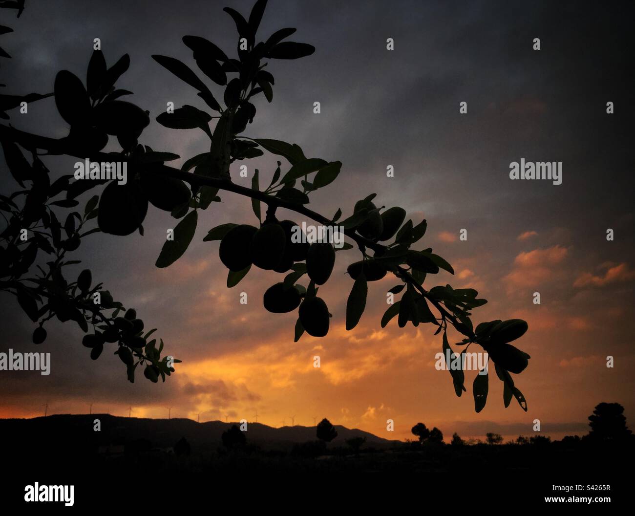 Almonds on the tree at sunset, Catalonia, Spain. - Smartphone Captured Stock Image