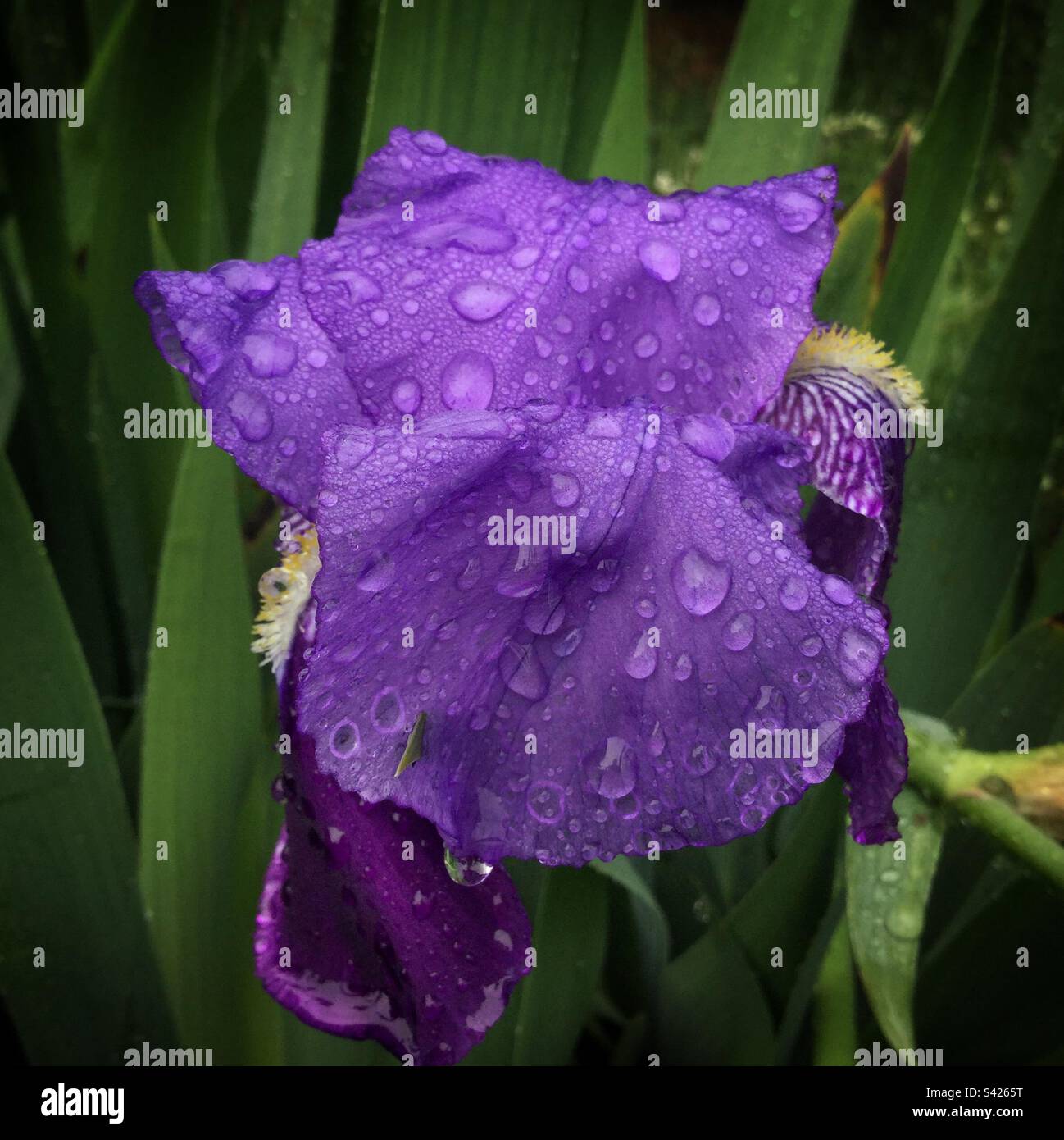 Iris germanics in rain, Catalonia, Spain. Stock Photo