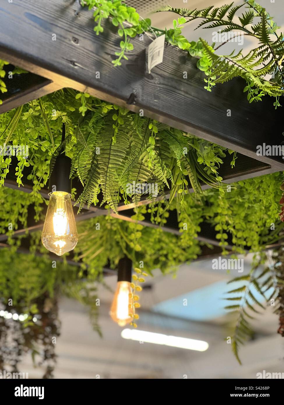 Green hanging plants hi-res stock photography and images - Alamy