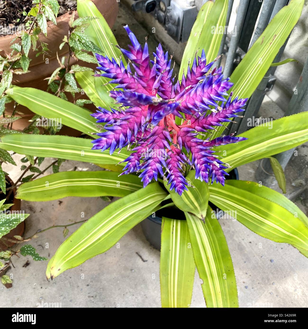 Striking Bromeliad Stock Photo