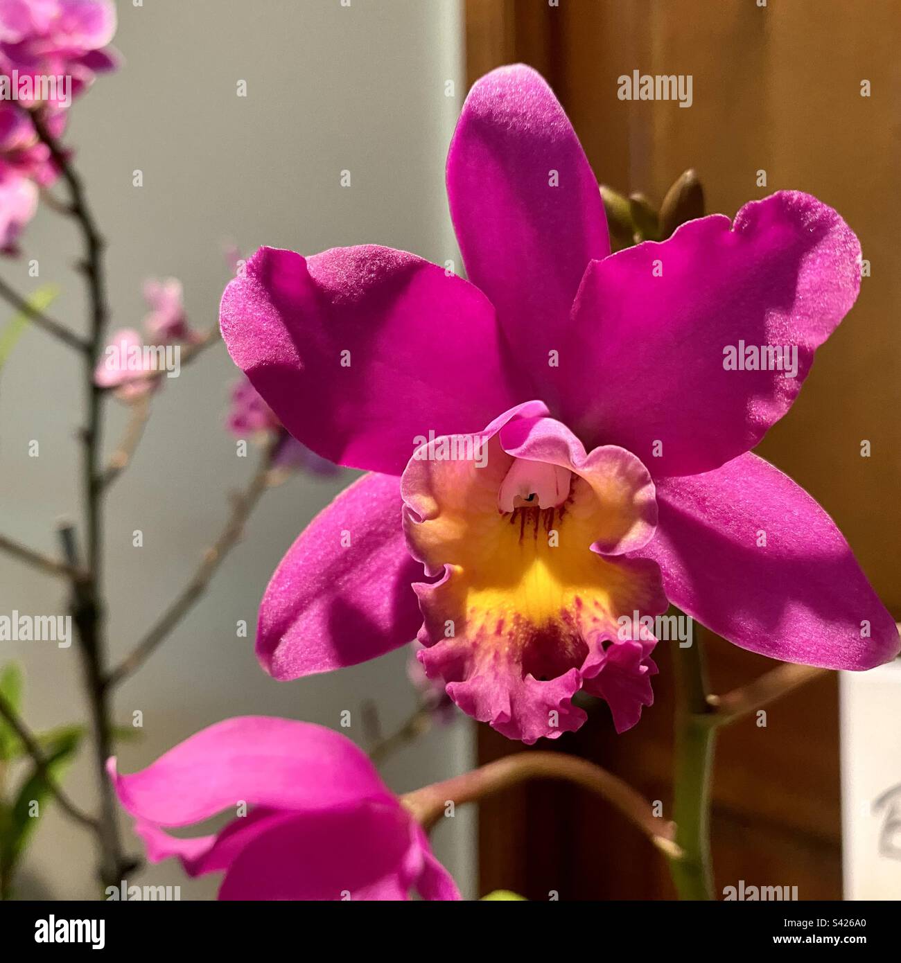Dark Pink Small Cattleya Orchid Stock Photo