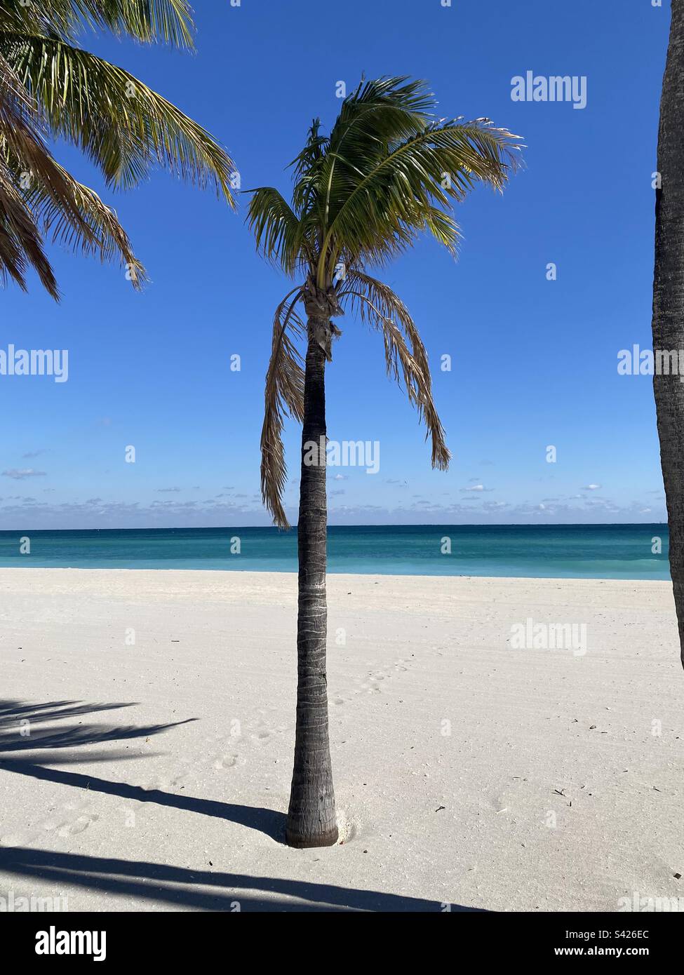 Miami beach florida palm tree hires stock photography and images Alamy