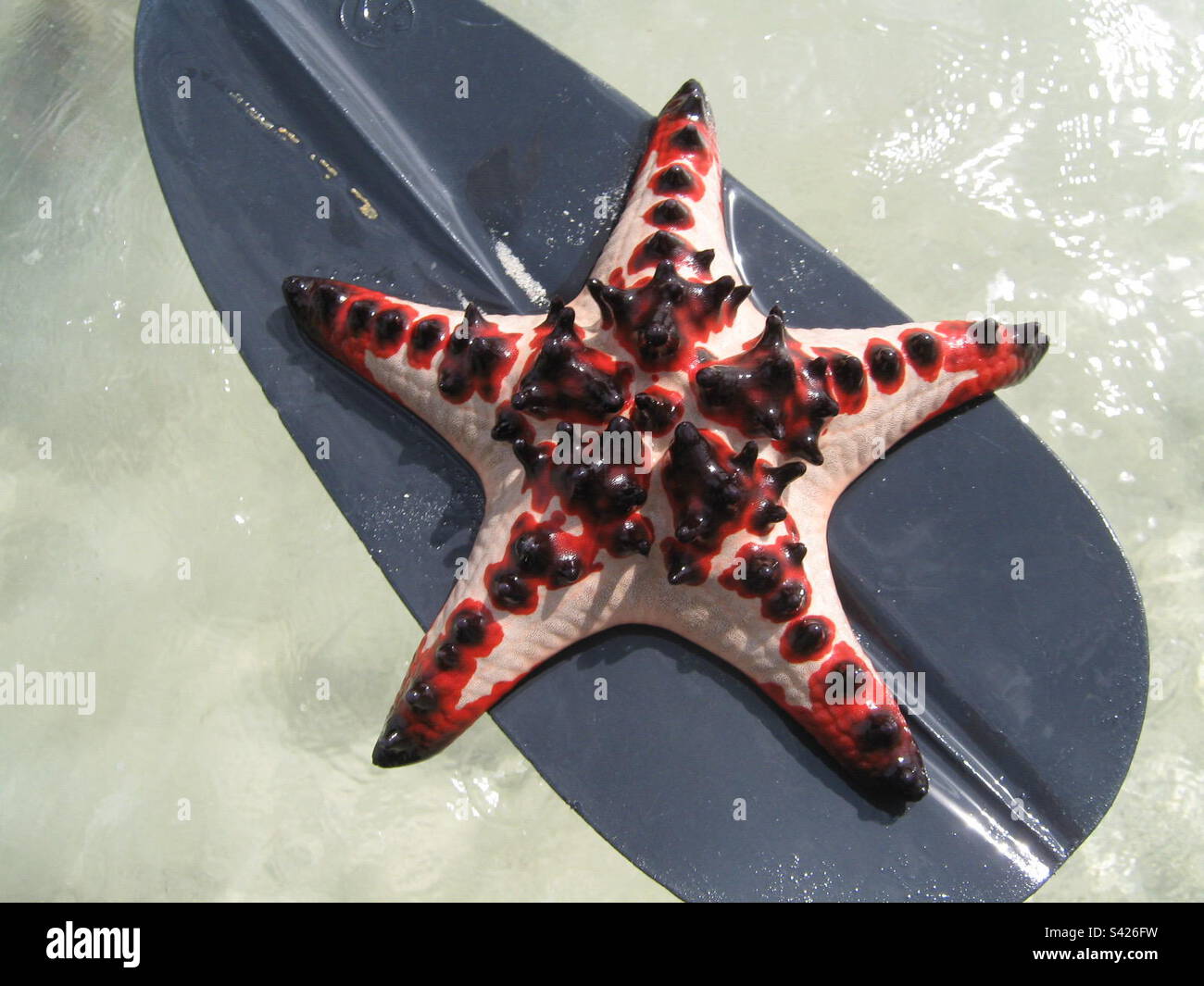 The ‘Horned Starfish’ in Vanuatu. Stock Photo