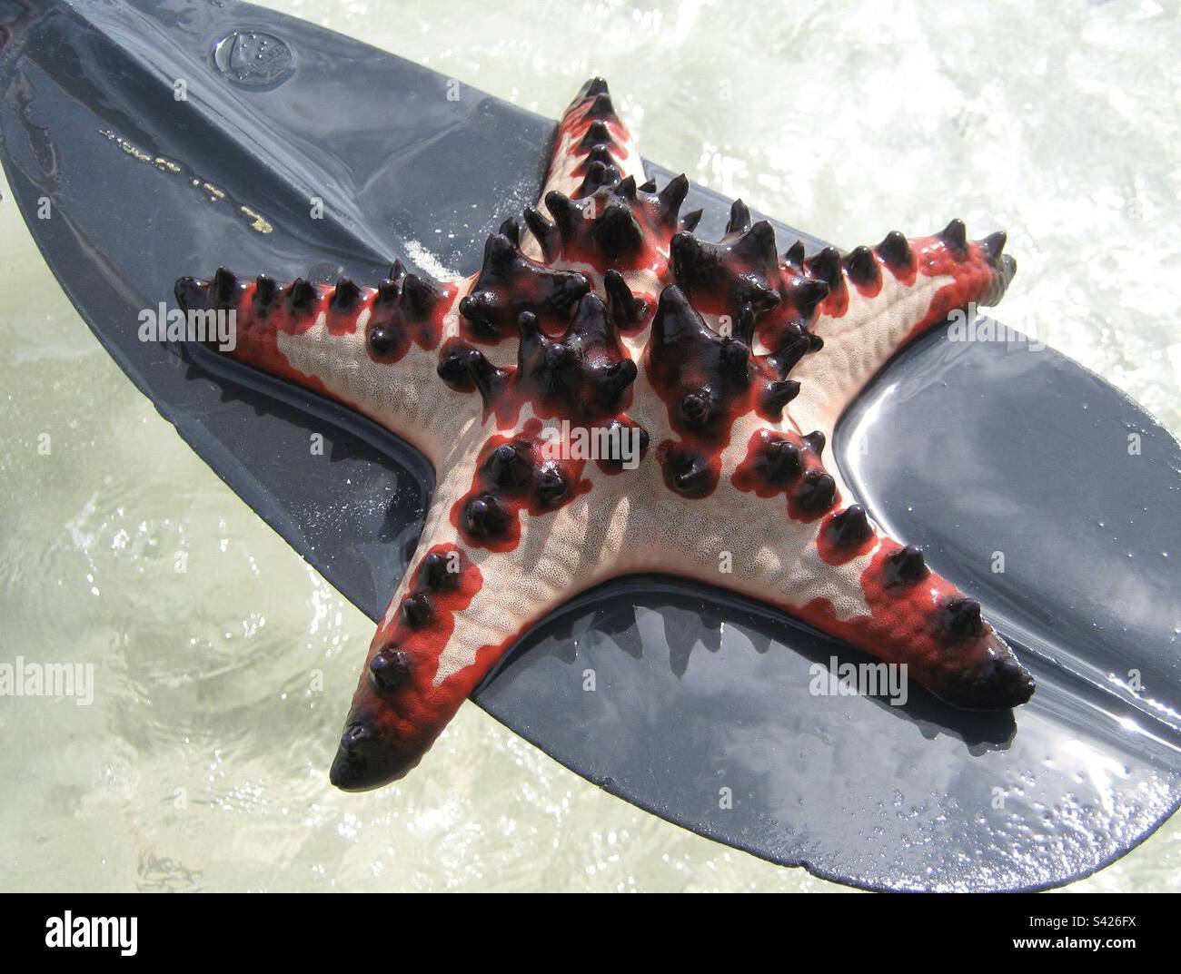 The ‘Horned Starfish’ in Vanuatu. Stock Photo