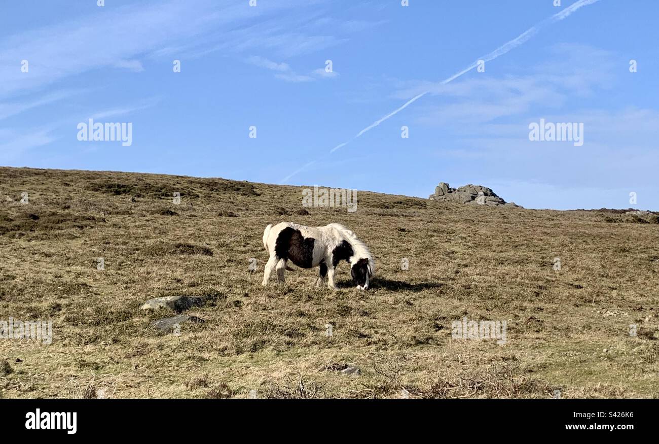 Welsh wild mountain pony cob in the Preseli hills - Smartphone Captured Stock Image