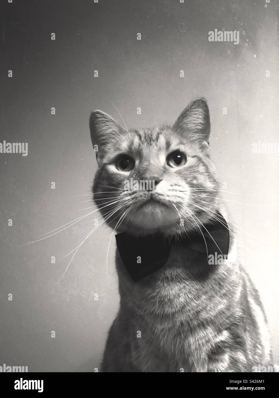 Cute tabby cat wearing a bow tie Stock Photo Alamy