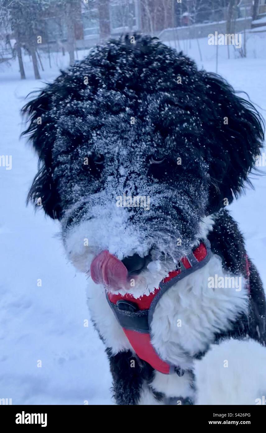 A Bernedoodle licks snow from his face. - Smartphone Captured Stock Image