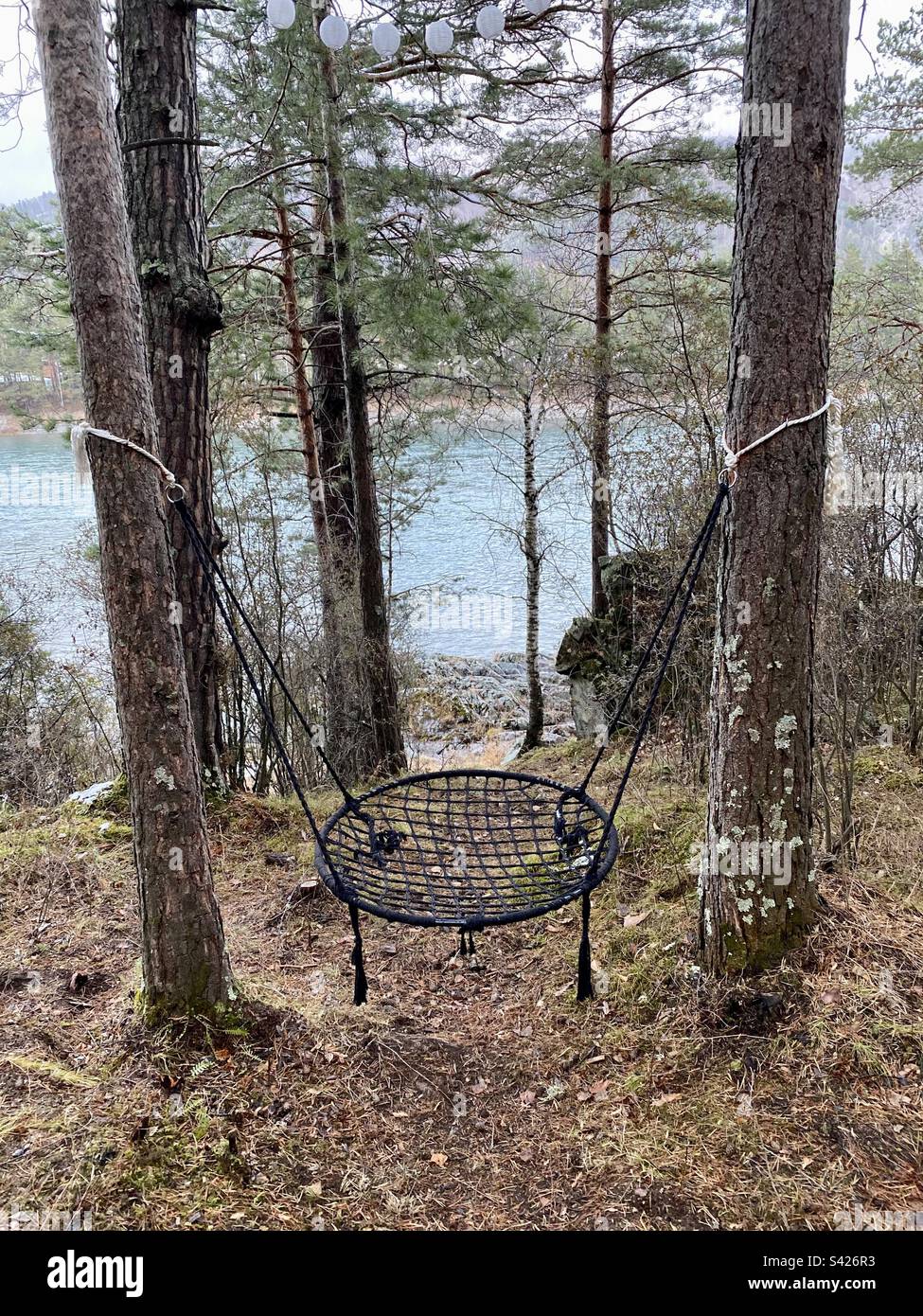 A round swing is hanging between the trees on the bank of the Katun mountain river in Altai. - Smartphone Captured Stock Image