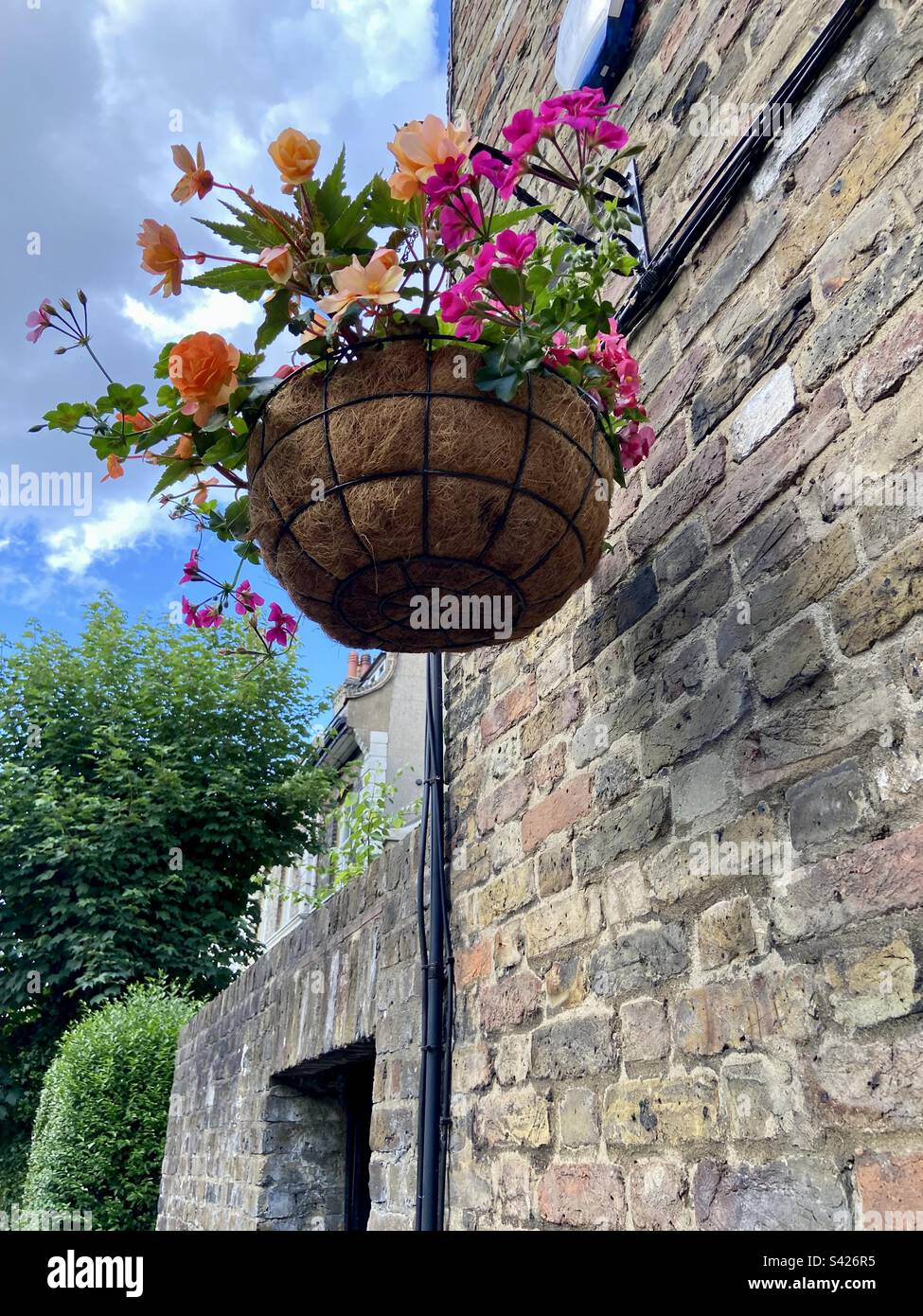 Hanging plants, UK Stock Photo Alamy